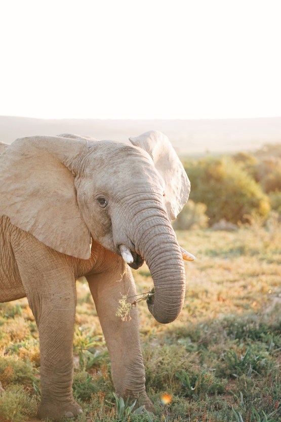 Claire Eliza – South African Elephant – Bukela Lodge – Amakhala Game Reserve